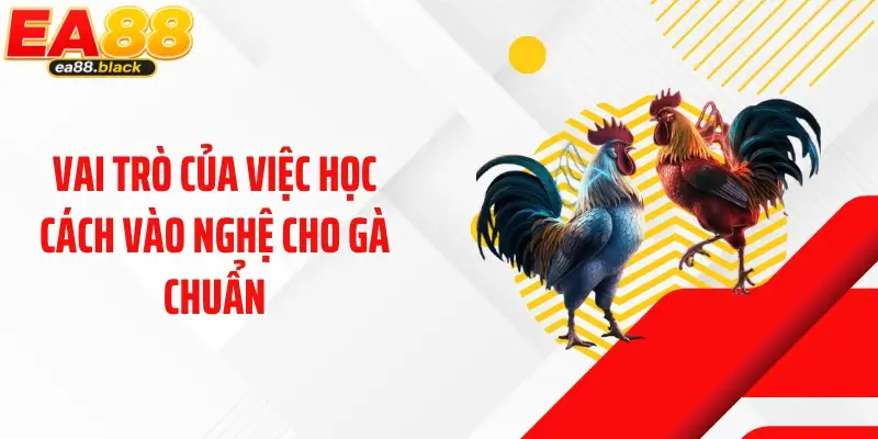 Vai trò của việc học cách vào nghệ cho gà chuẩn